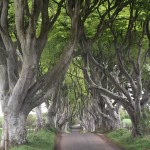 Dark Hedges