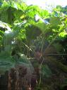 Giant Rhubarb