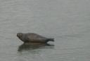 Seal